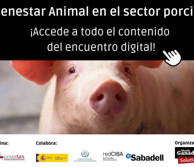 Especial Bienestar animal en el sector porcino