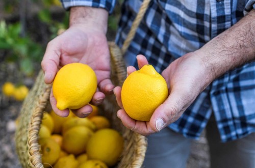 La campaña del limón cierra con un millón de toneladas, un 20% menos que el pasado año