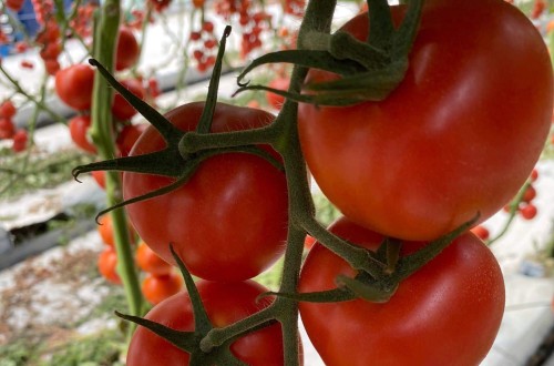 Certis Belchim amplía el registro de su acaricida Milbeknock en cultivos hortícolas