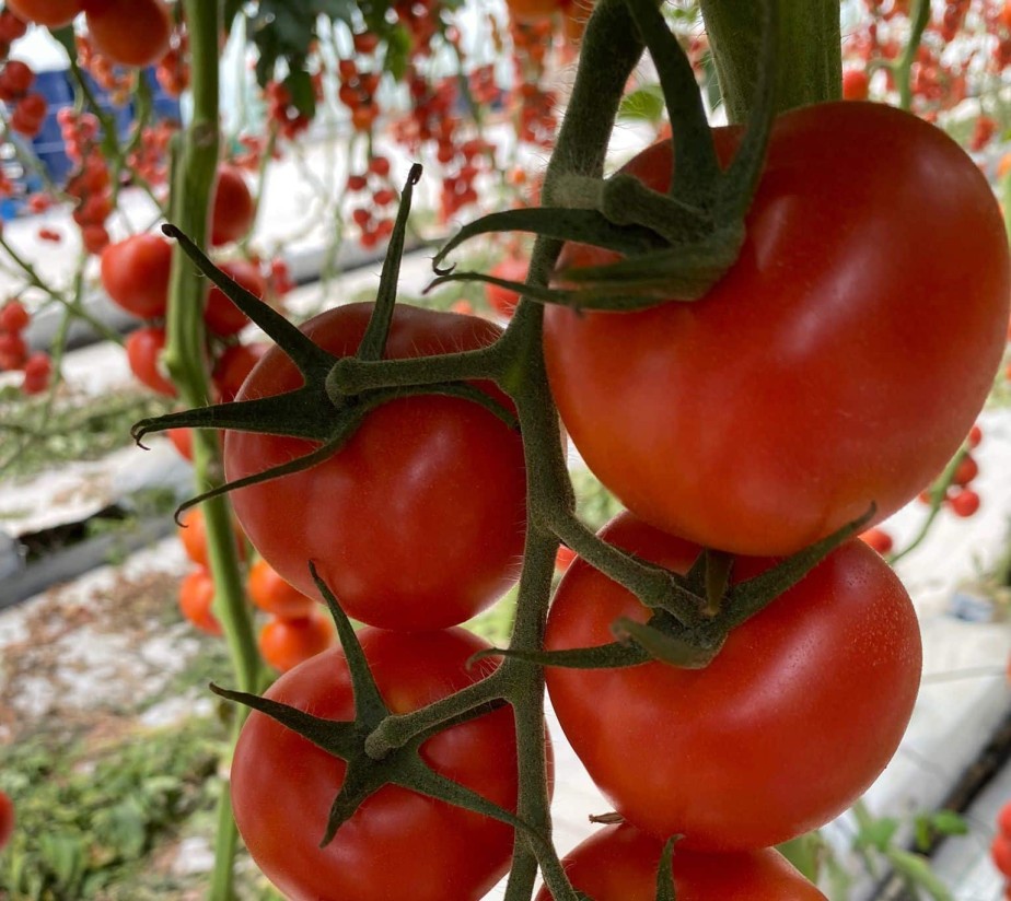 Certis Belchim amplía el registro de su acaricida Milbeknock en cultivos hortícolas