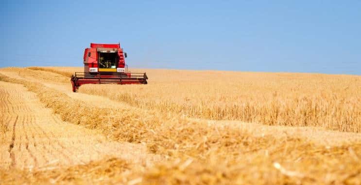 Las perspectivas de rendimiento de cereales y oleaginosas en la UE continúan reduciéndose aún más