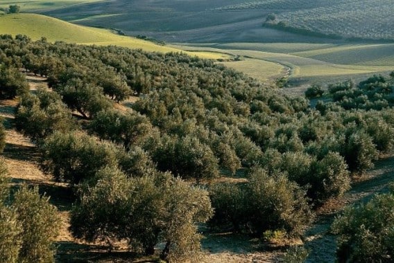 La nueva PAC aumentará las ayudas al olivar de montaña y a la ganadería extensiva