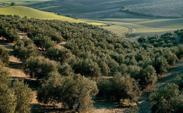 La nueva PAC aumentará las ayudas al olivar de montaña y a la ganadería extensiva