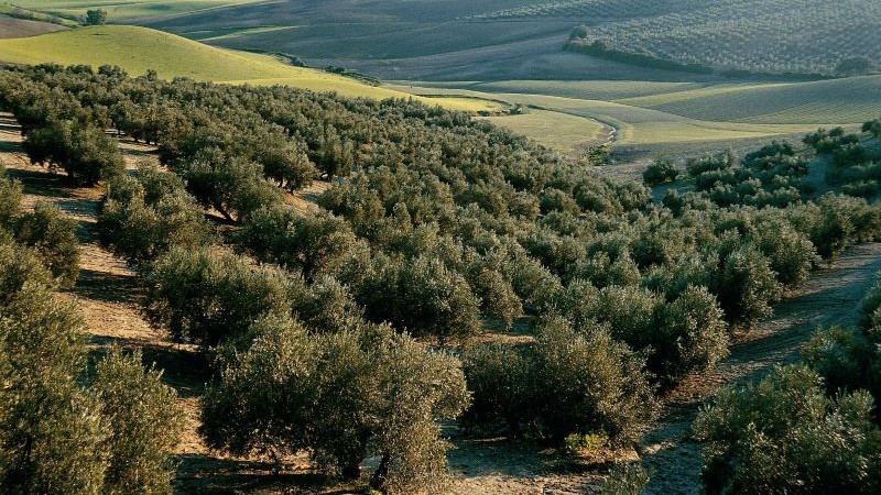 Cooperativas prevé apenas 737.000 t de aceite de oliva en 2023/24 y reclama ayudas por la sequía en el olivar