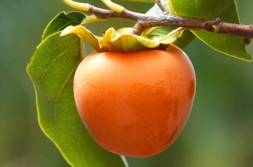 Certis Belchim amplía la etiqueta de su insecticida-acaricida Sonar