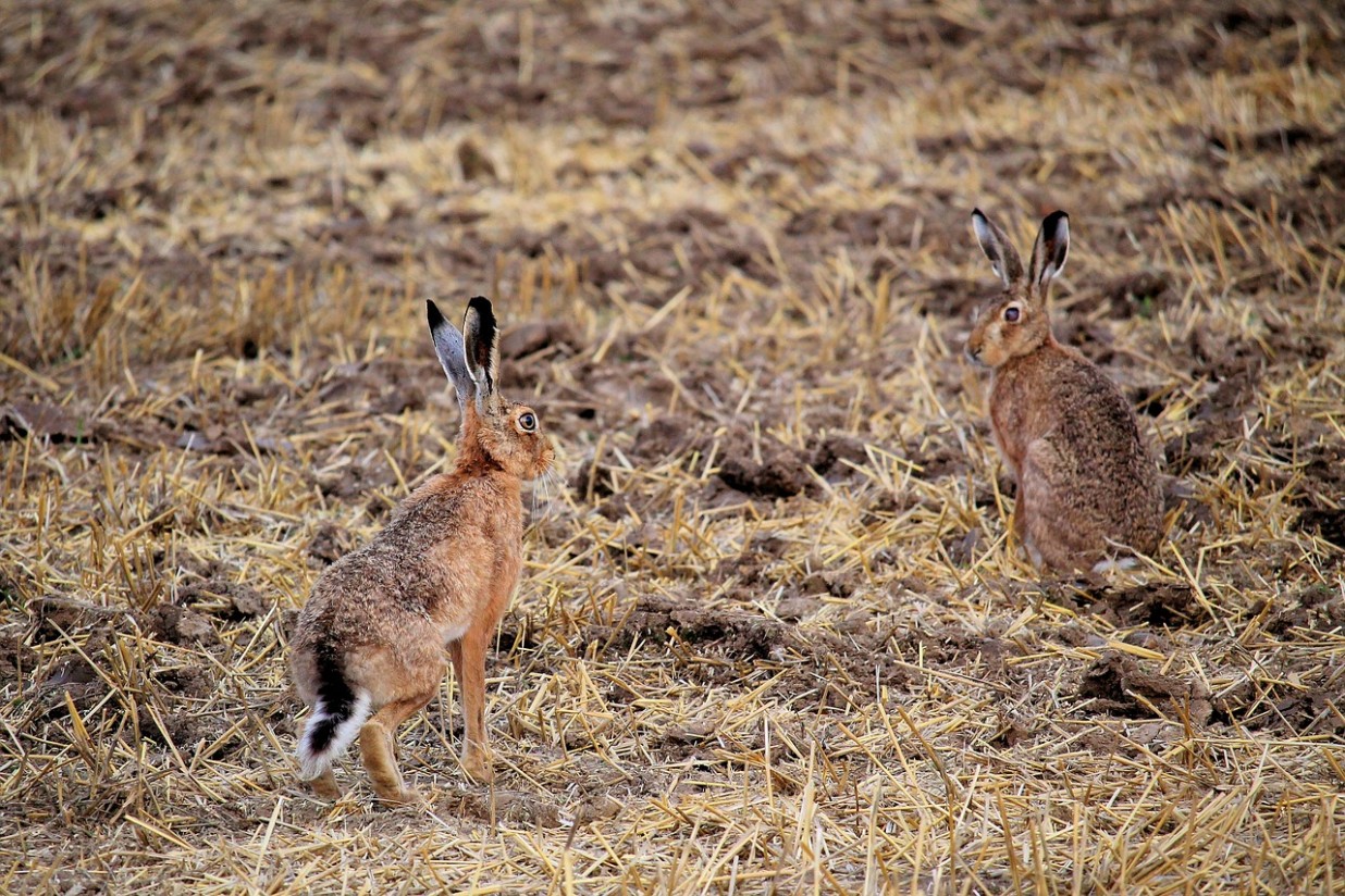 Life Iberconejo, iniciativa ibérica para gestionar las poblaciones de conejo de monte