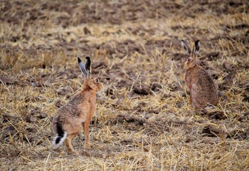 La UNIÓ pide ayudas para limpiar parcelas abandonadas y frenar la expansión de fauna salvaje en el campo valenciano