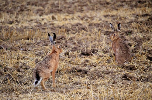 La UNIÓ pide ayudas para limpiar parcelas abandonadas y frenar la expansión de fauna salvaje en el campo valenciano