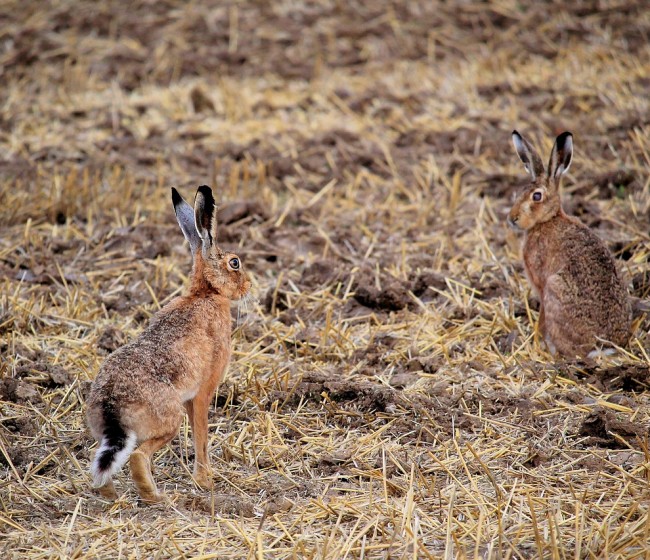 La UNIÓ pide ayudas para limpiar parcelas abandonadas y frenar la expansión de fauna salvaje en el campo valenciano