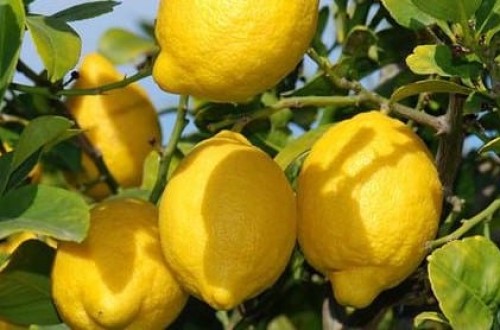 Ailimpo prevé un incremento del 30% en la producción de limón Fino