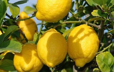 Ailimpo prevé un incremento del 30% en la producción de limón Fino