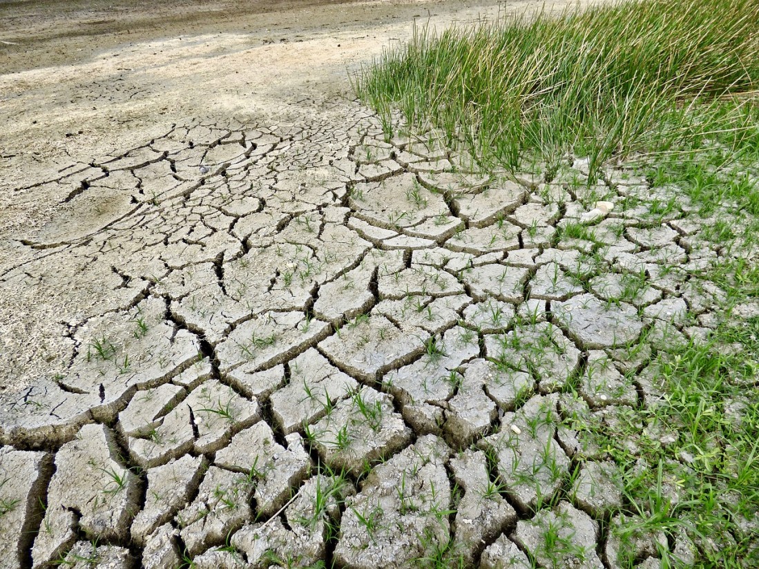 Coag-Ir Murcia pedirá al ministerio de Agricultura un decreto de sequía que afecte a los cultivos de secano, la ganadería extensiva y apicultura