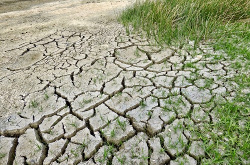 Coag-Ir Murcia pedirá al ministerio de Agricultura un decreto de sequía que afecte a los cultivos de secano, la ganadería extensiva y apicultura