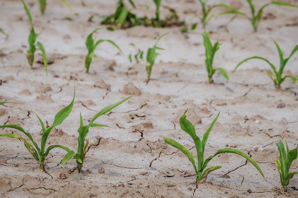 El DOUE publica el reglamento de ayudas urgentes por 330 M€ al sector agrario europeo
