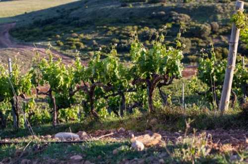 La DOCa Rioja suma 15 nuevos «Viñedos Singulares» y ya cuenta con 148