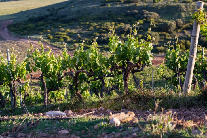 La DOCa Rioja suma 15 nuevos «Viñedos Singulares» y ya cuenta con 148