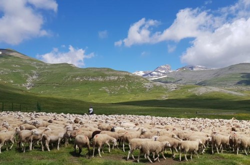 Aragón dobla casi su apoyo a las explotaciones de ganadería extensiva de Zonas de Montaña