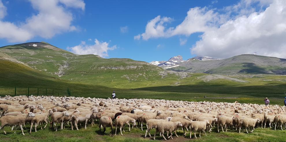 Aragón dobla casi su apoyo a las explotaciones de ganadería extensiva de Zonas de Montaña