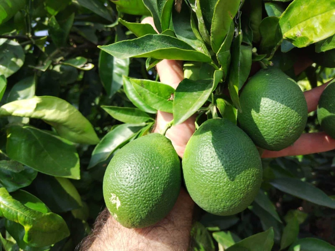 La organización agraria valenciana La UNIÓ alerta de una fisiopatía en las naranjas y mandarinas por efectos de la meteorología