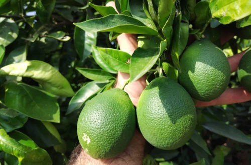 La organización agraria valenciana La UNIÓ alerta de una fisiopatía en las naranjas y mandarinas por efectos de la meteorología