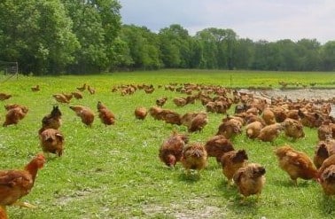 La CE actualiza entradas de carne de ave y vigilancia por gripe aviar en cinco países