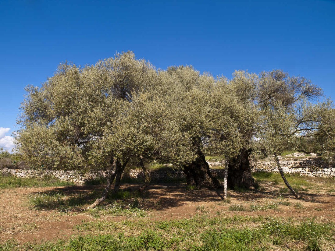 La Unió de Llauradors alerta de otra campaña ruinosa para los productores de aceite valencianos