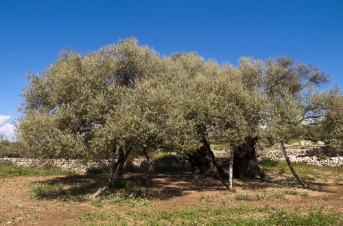 La Unió de Llauradors alerta de otra campaña ruinosa para los productores de aceite valencianos