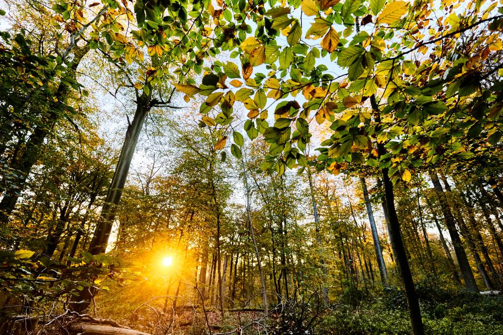 Comisión Europea: nuevas directrices para incentivar y recompensar las prácticas forestales sostenibles