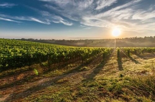 La superficie de viñedo ecológico crece un 33% en España en cuatro años