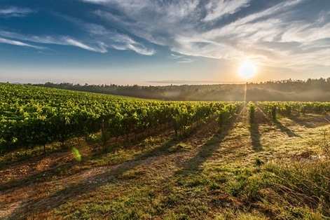 La superficie de viñedo ecológico crece un 33% en España en cuatro años