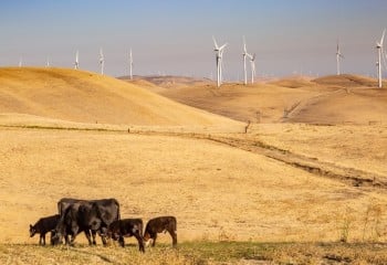 El trabajo en las granjas, clave para asegurar el bienestar animal frente a las altas temperaturas