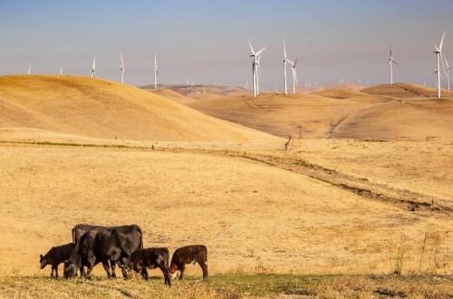 El trabajo en las granjas, clave para asegurar el bienestar animal frente a las altas temperaturas