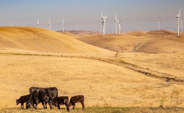El trabajo en las granjas, clave para asegurar el bienestar animal frente a las altas temperaturas