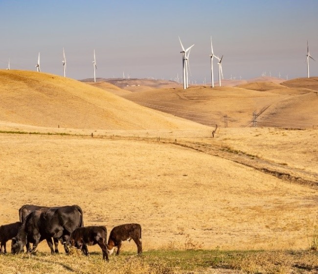 El trabajo en las granjas, clave para asegurar el bienestar animal frente a las altas temperaturas