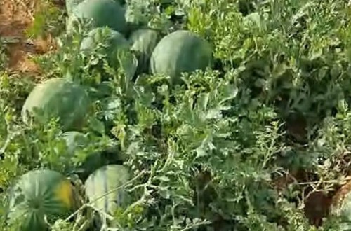 El plan nutricional de Brandt consigue un 92% más de sandía