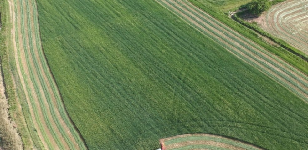 alfalfa