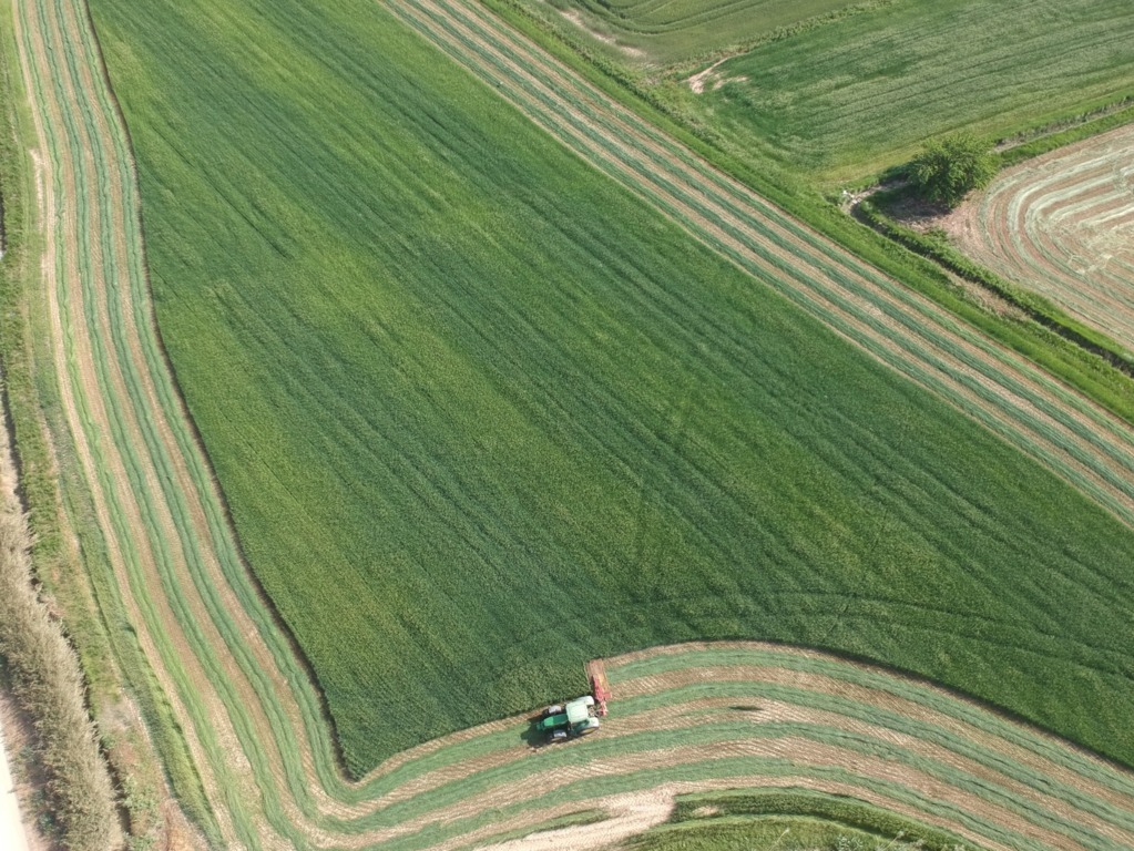 La alfalfa acaba una buena campaña con una producción que supera el millón de toneladas y un abaratamiento del 36%