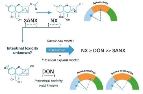 Toxicidad de nuevos tricotecenos  de tipo A: NX y 3ANX