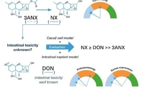 Toxicidad de nuevos tricotecenos  de tipo A: NX y 3ANX