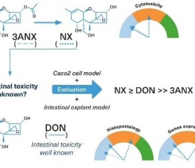 Toxicidad de nuevos tricotecenos  de tipo A: NX y 3ANX