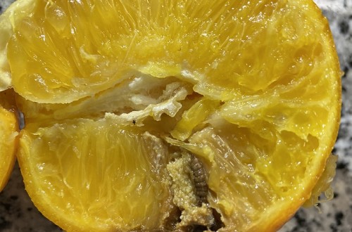 AVA-ASAJA exige endurecer el tratamiento en frío a Sudáfrica tras las primeras detecciones de falsa polilla en naranjas y pomelos