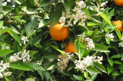 Precios al alza en la Lonja de Cítricos de Valencia en el inicio de la campaña 2023/24