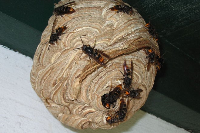 Preocupación en los apicultores zamoranos tras localizarse el primer nido de la avispa asiática
