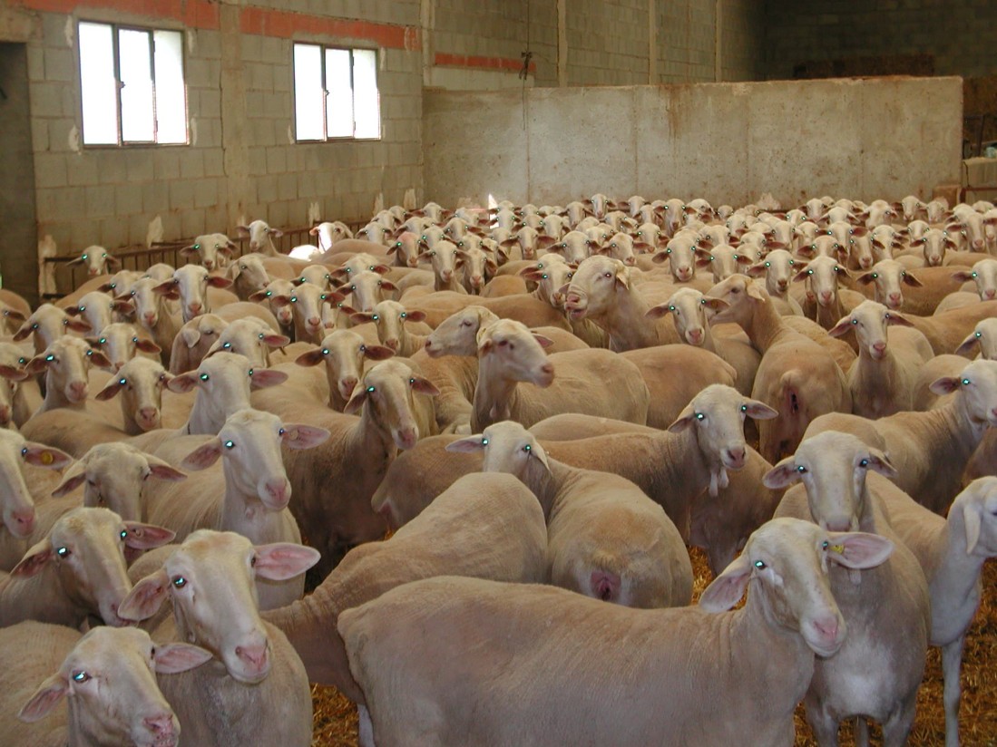 Bruselas flexibiliza la restricción de movimiento de ganado en Castilla-La Mancha por la viruela ovino y caprina