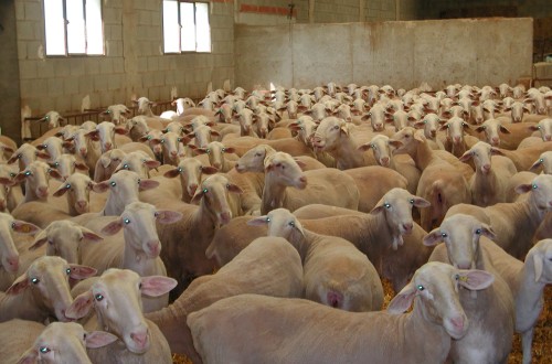 Bruselas flexibiliza la restricción de movimiento de ganado en Castilla-La Mancha por la viruela ovino y caprina