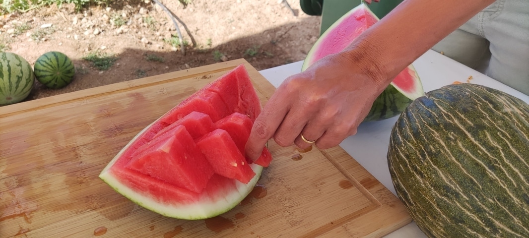 Los productores españoles de melón y sandía celebran la recuperación de la normalidad en el campo