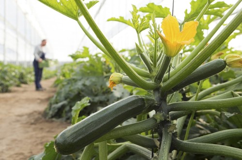 Leve reducción del paro en Agricultura con 1.861 desempleados menos en el pasado mes de julio