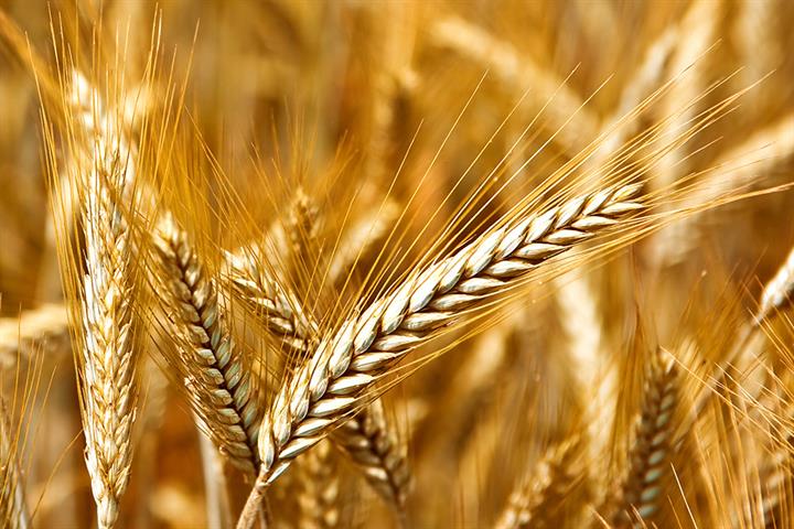La FAO prevé que la producción mundial de cereales iguale en 2023/24 el récord anterior