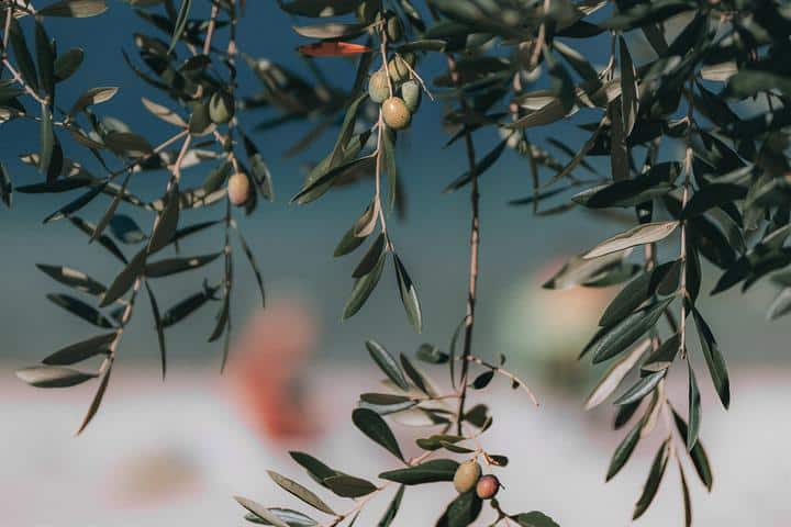 Exportadores y envasadores descartan que vaya a haber desabastecimiento de aceite de oliva en el mercado
