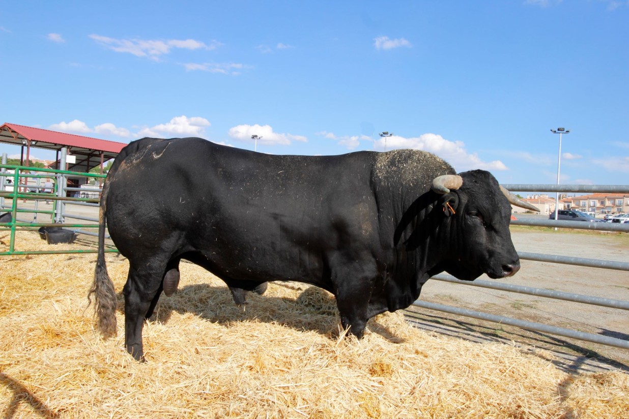 Este domingo comienza la 47ª edición del Concurso subasta de Raza Avileña-Negra Ibérica